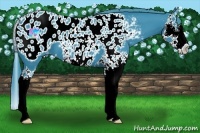 Horse Color:Watercolor Black Splash Near Leopard
