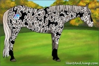Horse Color:Silver Black Splash Appaloosa 