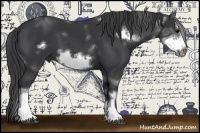 Horse Color:Black Sabino Splash Frame 