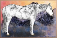 Horse Color:Black Sabino 