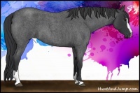 Horse Color:Blue Roan Sabino