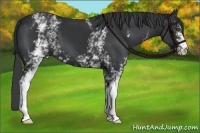 Horse Color:White Spotted Black 