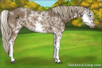 Horse Color:Liver Chestnut Sabino Splash Frame 