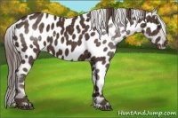 Horse Color:Liver Chestnut Appaloosa 