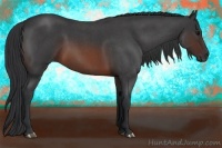 Horse Color:Brown Roan 