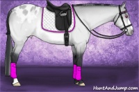 Horse Color:Buckskin Chinchilla Dun Appaloosa 