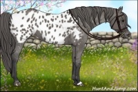 Horse Color:Grullo Near Leopard 