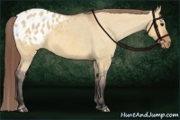 Horse Color:Bay Dun Appaloosa 