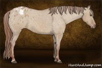 Horse Color:Red Dun Appaloosa