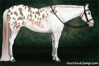 Horse Color:Bay Dun Appaloosa