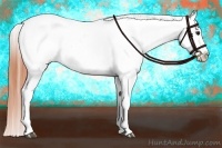 Horse Color:Bay Dun Appaloosa 
