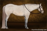Horse Color:Bay Dun Appaloosa 
