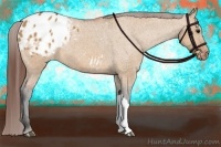 Horse Color:Bay Dun Appaloosa