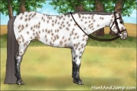 Horse Color:Brown Dun Near Leopard 