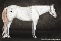 Horse Color:Buckskin Dun Appaloosa