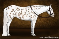 Horse Color:Silver Bay Dun Appaloosa