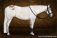 Horse Color:Silver Bay Dun Appaloosa