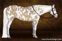 Horse Color:Silver Buckskin Dun Appaloosa 