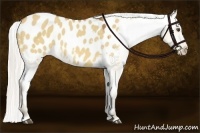 Horse Color:Silver Buckskin Dun Appaloosa 