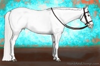 Horse Color:Silver Buckskin Dun Appaloosa 