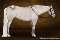 Horse Color:Silver Brown Dun Varnish 