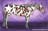 Horse Color:Bay Appaloosa