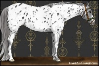 Horse Color:White Spotted Black Appaloosa