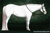 Horse Color:Brown Dun Appaloosa