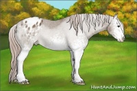 Horse Color:White Spotted Chocolate Palomino Sabino Appaloosa