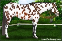 Horse Color:Bay Leopard 