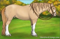 Horse Color:Gold Champagne 