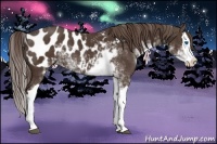 Horse Color:Liver Chestnut Sabino Splash Appaloosa 