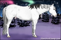 Horse Color:Liver Chestnut Sabino Splash Appaloosa Rabicano 