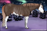 Horse Color:Liver Chestnut Splash Rabicano 