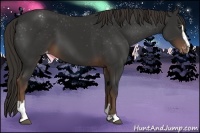 Horse Color:Liver Chestnut Sabino Appaloosa 