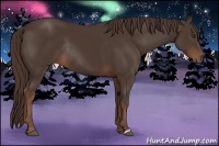 Horse Color:Liver Chestnut Rabicano 