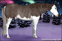 Horse Color:Liver Chestnut Splash Rabicano 