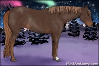 Horse Color:Liver Chestnut Rabicano 