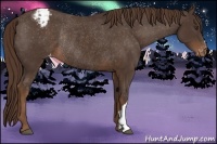 Horse Color:Liver Chestnut Appaloosa Rabicano 