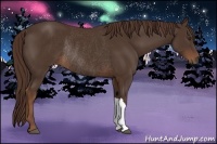 Horse Color:Liver Chestnut Rabicano 
