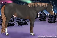 Horse Color:Liver Chestnut Sabino 