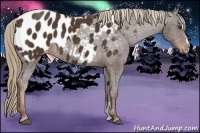 Horse Color:Liver Chestnut Sabino Near Leopard Rabicano 