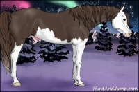 Horse Color:Liver Chestnut Sabino Splash 