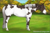 Horse Color:White Spotted Liver Chestnut Frame