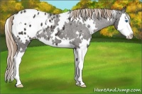 Horse Color:White Spotted Liver Chestnut Splash Appaloosa