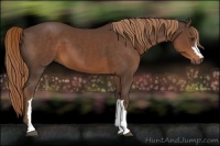 Horse Color:Liver Chestnut 