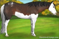 Horse Color:Liver Chestnut Splash Appaloosa 
