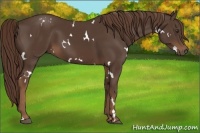 Horse Color:White Spotted Liver Chestnut 