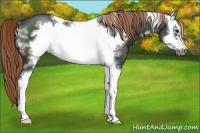 Horse Color:White Spotted Liver Chestnut Frame Varnish 