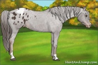 Horse Color:Liver Chestnut Sabino Appaloosa